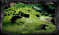 green.jpg.jpeg