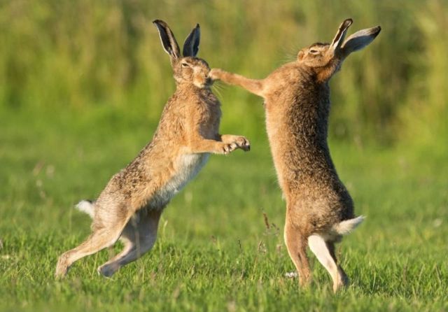 hares_courtship_ritual_seems_to_be_a_really_tough_test_640_04.jpg.jpeg