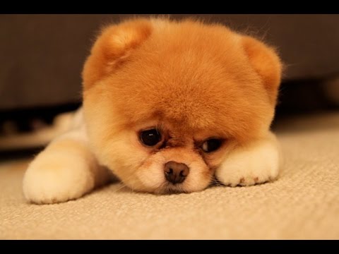hqdefault.jpg.jpeg
