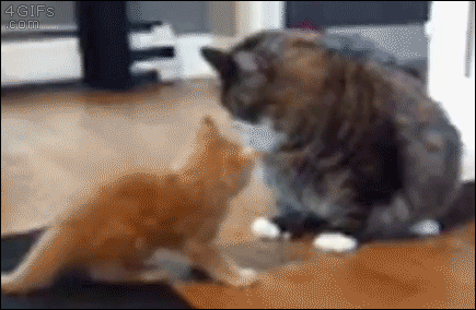 img563b02ee2d012.gif