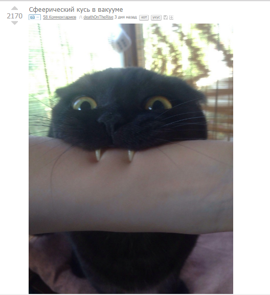 %D0%BA%D1%83%D1%81%D1%8C1-3.png.webp.png