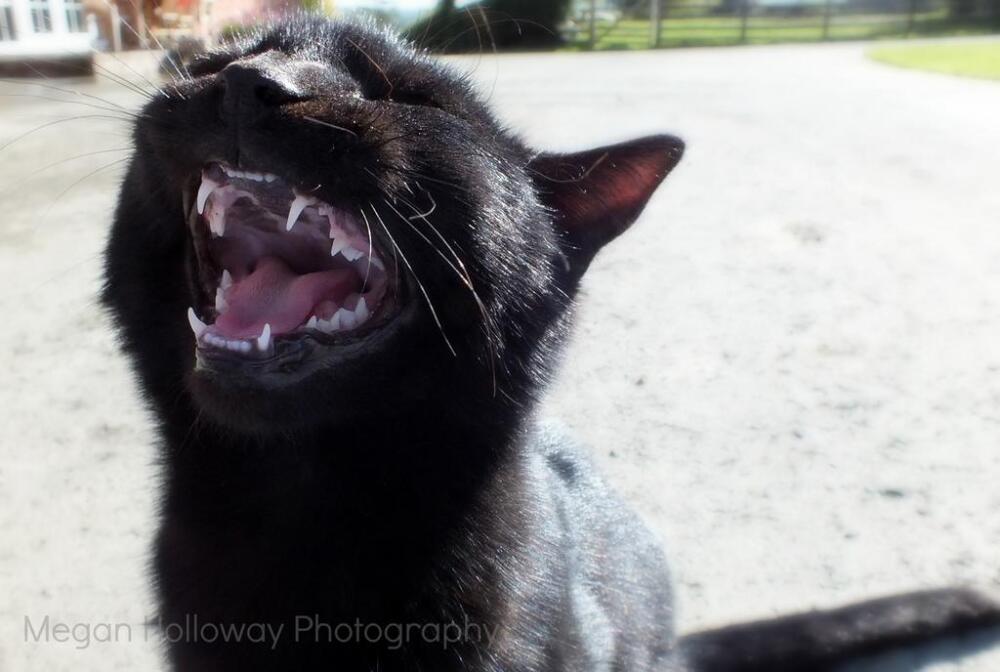 look_at_these_teeth__by_meggs255-d5yzp71.jpg.jpeg
