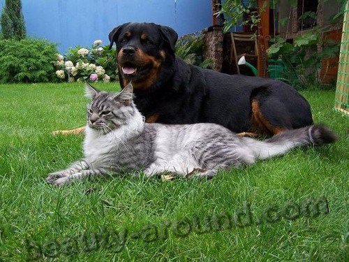 Maine-Coon-Cat-1.jpg.jpeg