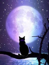 mooncat-(1).jpg.jpeg