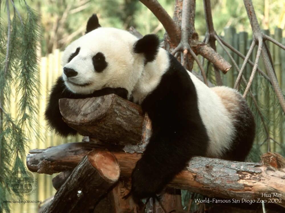 panda-panda.jpg.jpeg
