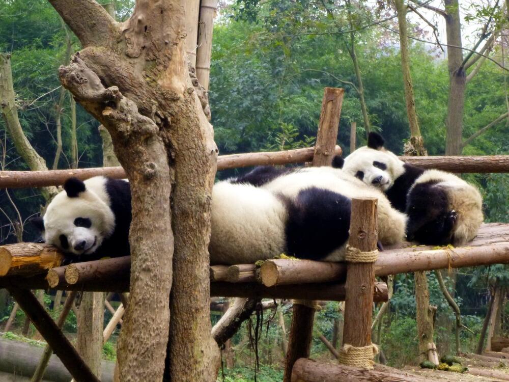 panda02.jpg.jpeg