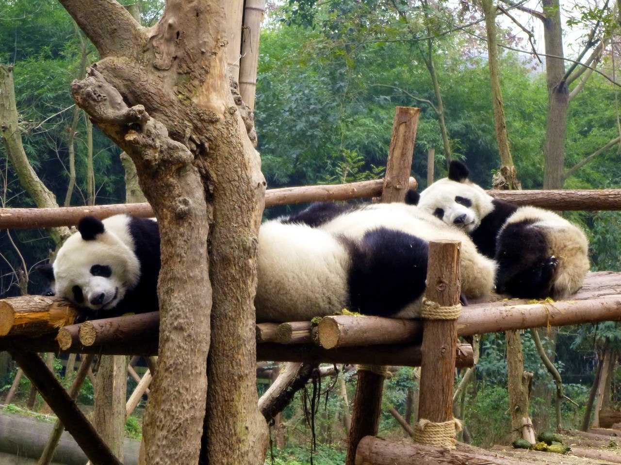 panda02.jpg.jpeg