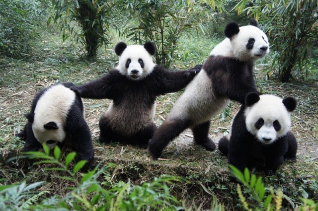 pandas-640x425.jpg.jpeg