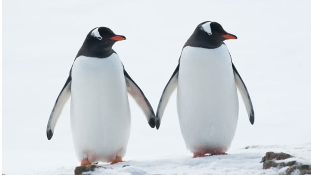 penguins.jpg.jpeg