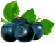 Приз чернички.png
