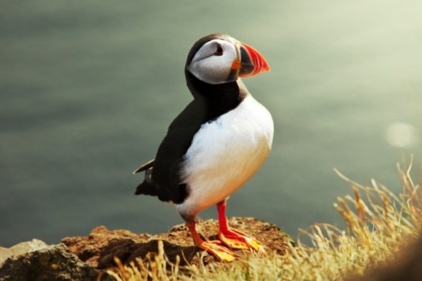 ptitsa-tupik-595x397.jpg.jpeg