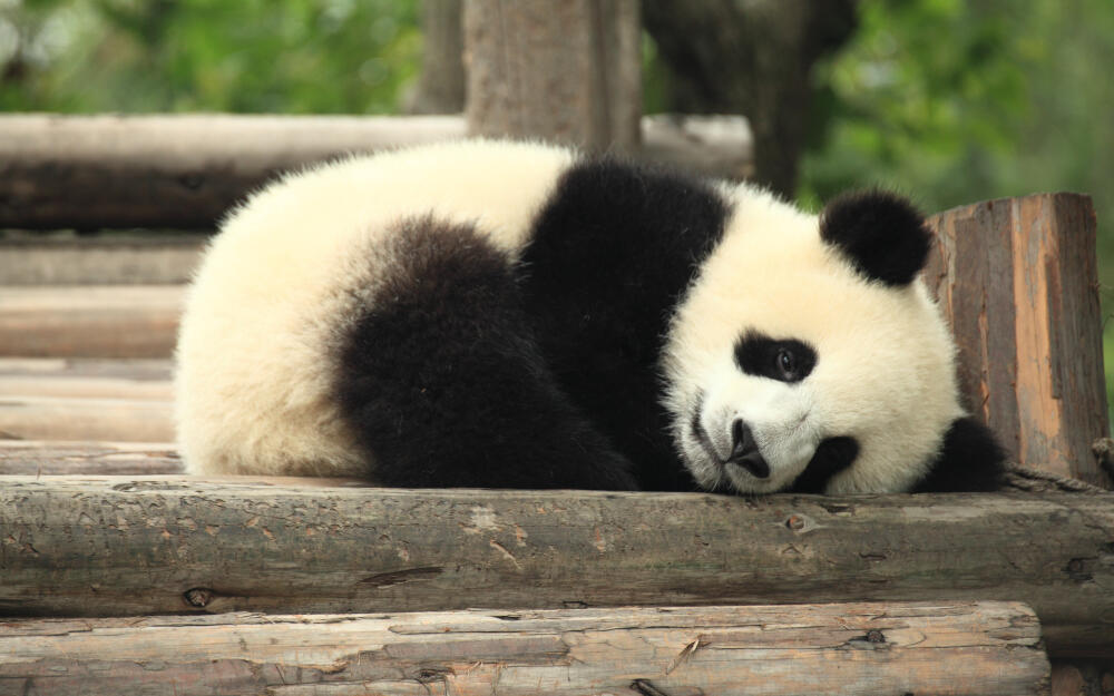 rabstol_net_panda_02.jpg.jpeg