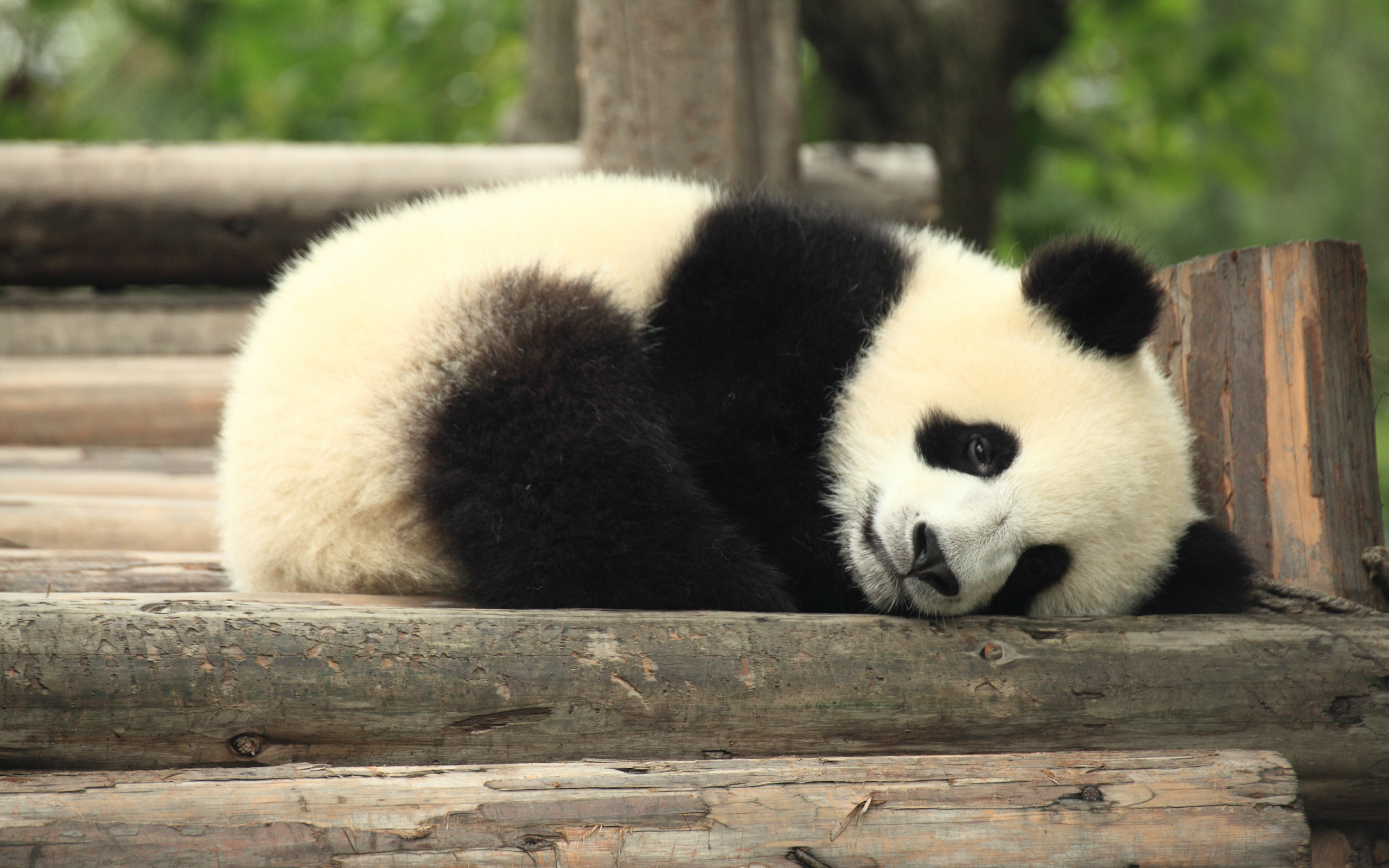 rabstol_net_panda_02.jpg.jpeg