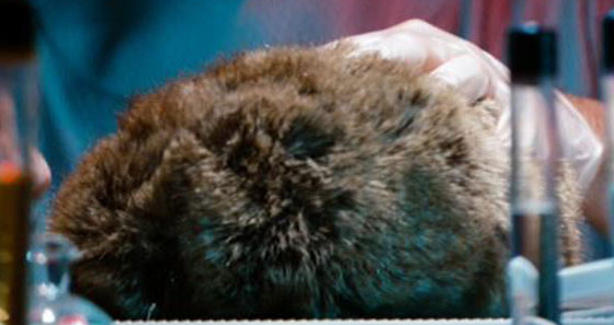 Revived_Tribble.jpg.jpeg