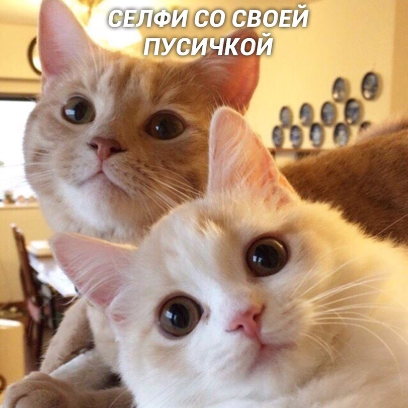 %D1%81%D0%B5%D0%BB%D1%84%D0%B8-%D0%BA%D0%BE%D1%82%D0%B5%D0%B9%D0%BA%D0%B8-5463784.jpg.jpeg