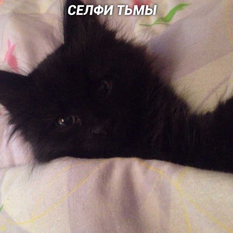 %D1%81%D0%B5%D0%BB%D1%84%D0%B8-%D0%BA%D0%BE%D1%82%D0%B5%D0%B9%D0%BA%D0%B8-5463785.jpg.jpeg