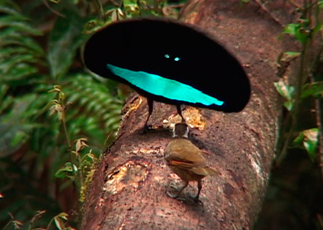 superb_bird_of_paradise_picture_of_the_day_1_650.jpg.jpeg