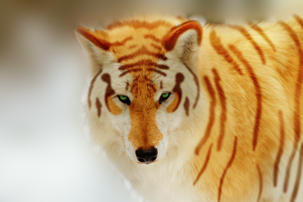 tiger_wolf_by_trynxie-d6ots2c.png.webp.png