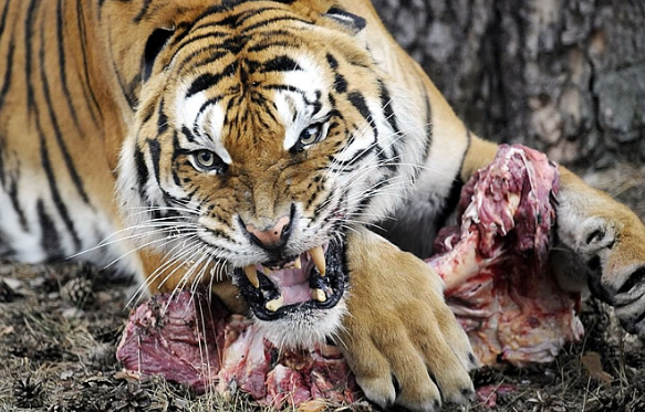tigr.png.webp.png