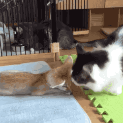 tumblr_o60rirULLr1s02vreo1_250.gif