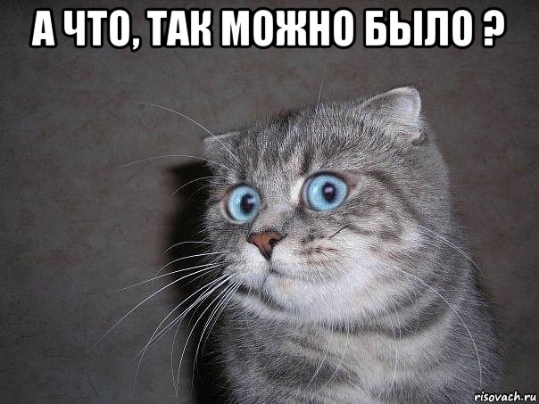 udivlyonnyy-kot_81443495_orig_.jpg.jpeg