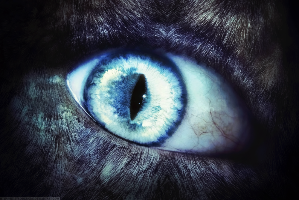 werewolf_by_ntieykodesigns-d38g37j.png.webp.png