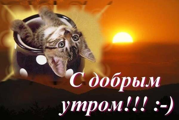 1291967917kisa_v_chashke.jpg.jpeg