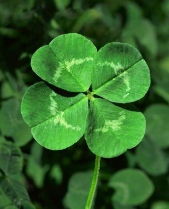 1296910647_4-leaf-clover.jpg.jpeg