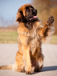1392937433_leonberger_2_ID.jpg.jpeg
