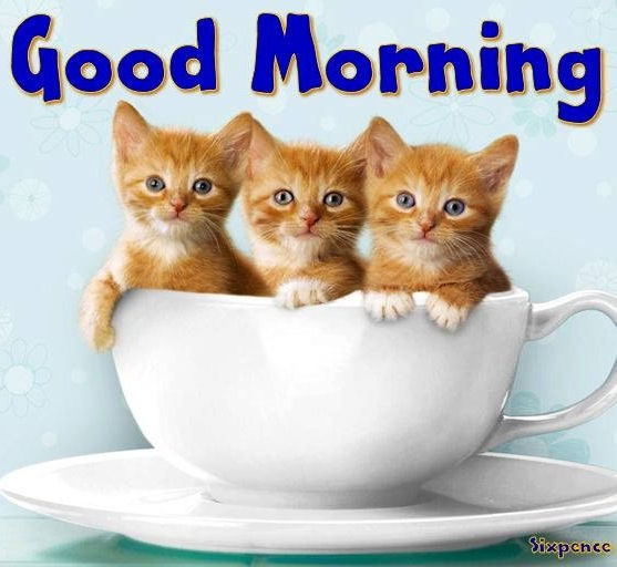 200469-Good-Morning-Kittens.jpg.jpeg