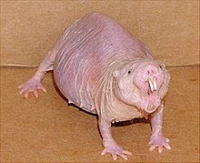 220px-Naked_mole_rat.jpg.jpeg