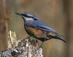 256px-Eurasian_Nuthatch_%28Sitta_europaea%29_-modified.jpg.jpeg