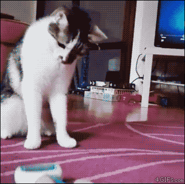 4b1485c752f6.gif