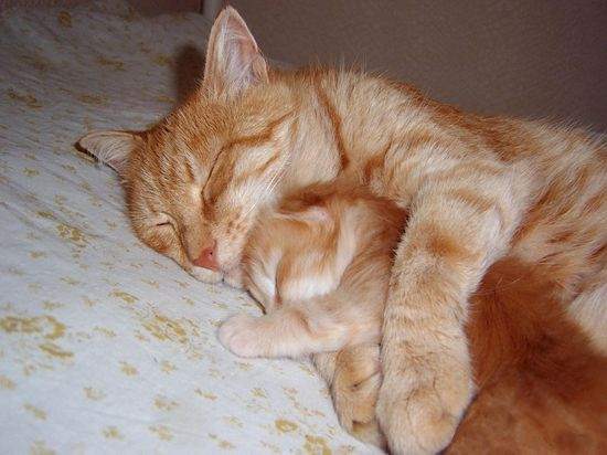 80139157_3856133_cat_040.jpg.jpeg