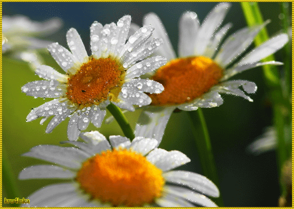 99206751_Romashki.gif