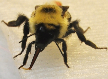 bumble-bee-dipping.jpg.jpeg