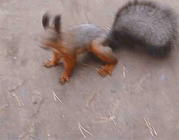 CJxta1o.gif