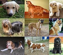 Collage_of_Nine_Dogs.jpg.jpeg