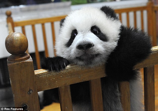 cute-panda-02.jpg.jpeg