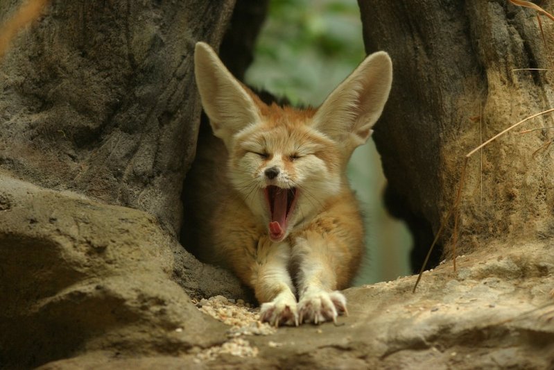 %D0%A4%D0%B5%D0%BD%D0%B5%D0%BA%20(fennec%20fox)%20(22).jpg.jpeg