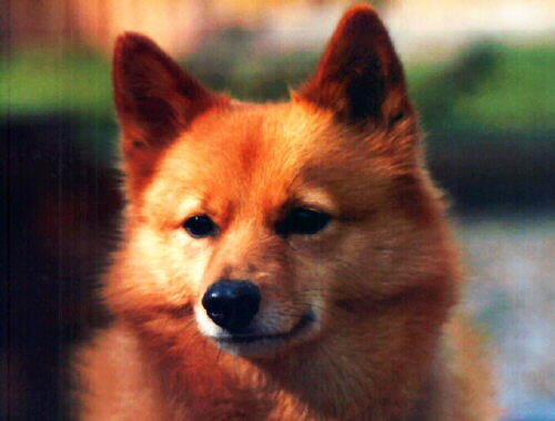 finnish_spitz.jpg.jpeg