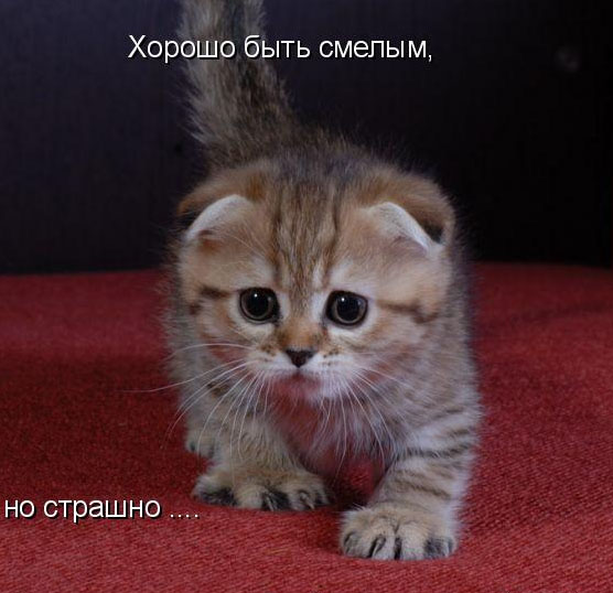 funny_cats_11.jpg.jpeg