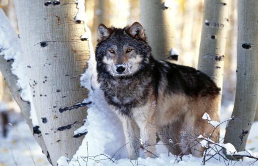 gray-wolf-free.jpg.jpeg
