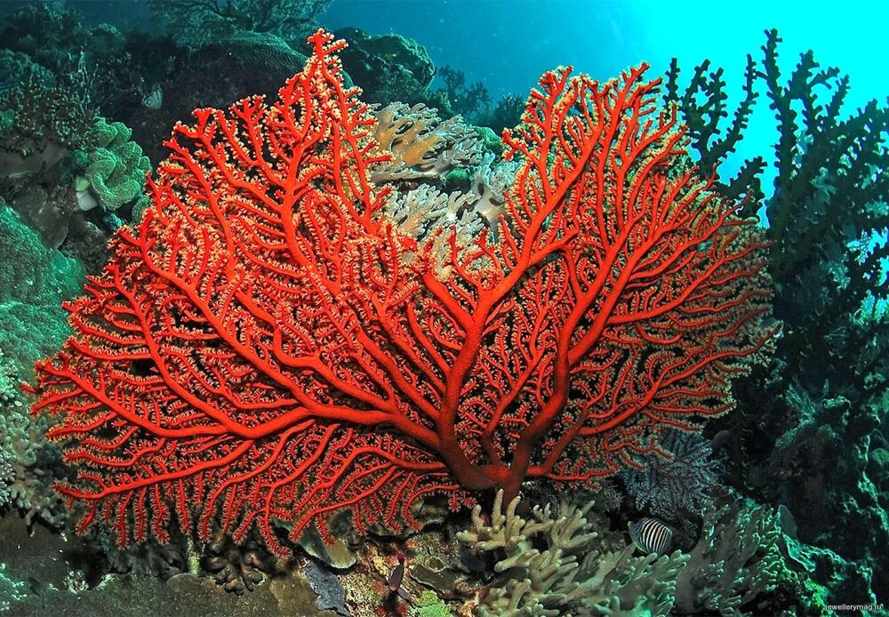 jewellerymag-ru-natural-coral.jpg.jpeg