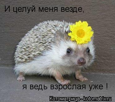 kotomatritsa_6.jpg.jpeg