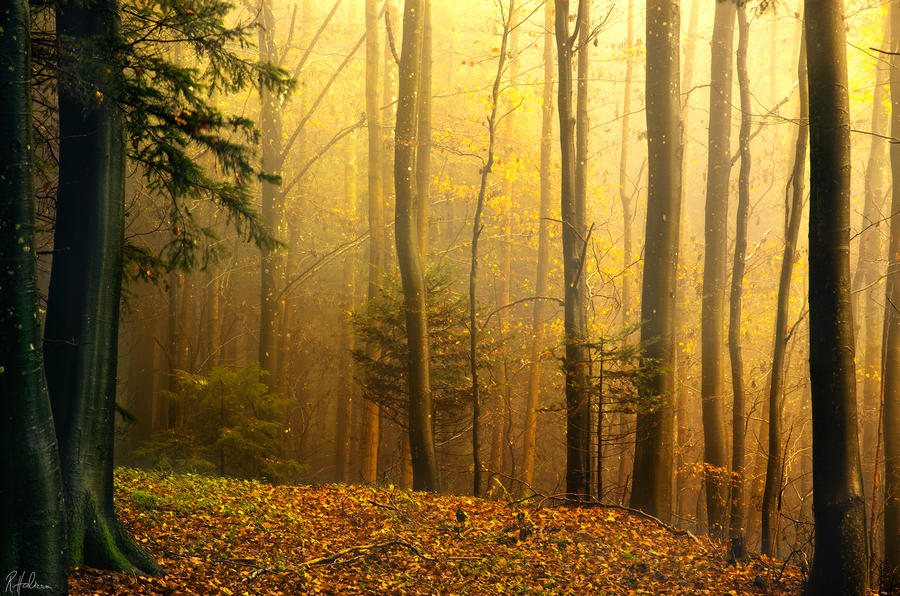 last_day_of_autumn_by_robinhalioua-d5ovuob.jpg.jpeg