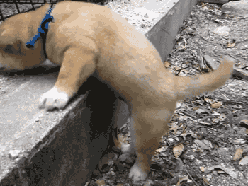 SVlAOix.gif