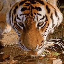 ussur.gif
