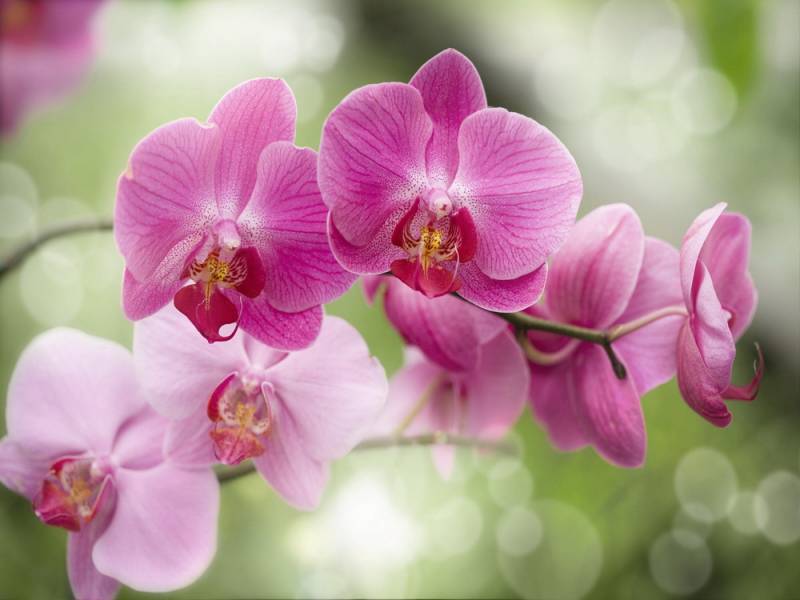 1326724075_orchid-2.jpg.jpeg