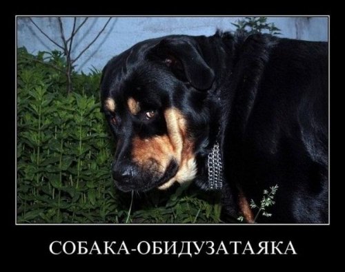 1359392182_1358850252_demotivatory-prikoly-7.jpg.jpeg